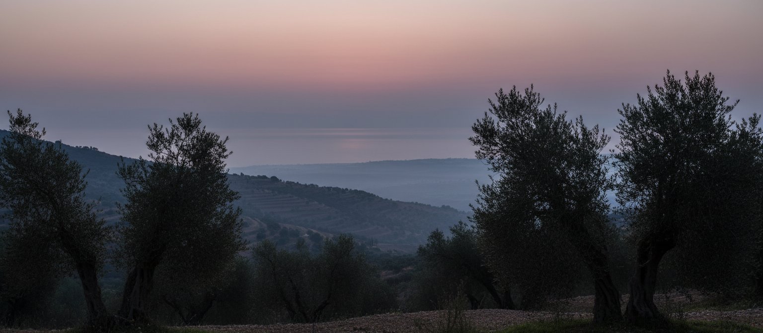 Olive trees on a hillside at dusk, water and hills beyond